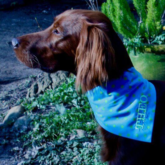 Hundehalstuch Blau mit kiwigrünen Punkten