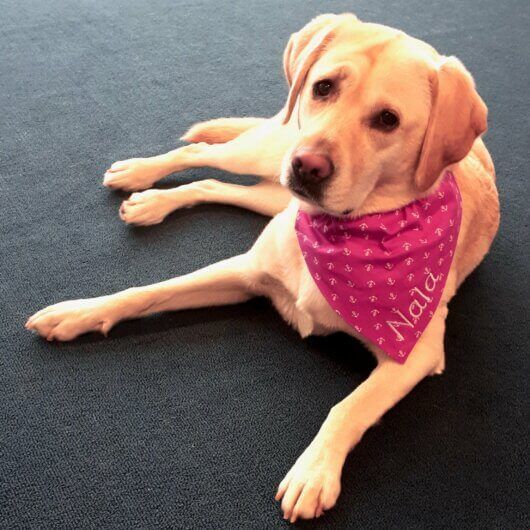 Hundehalstuch fröhliches Pink für Hundemädchen