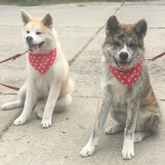 Hundehalstuch für Deinen Leitstern – Weiße Sterne auf Rot